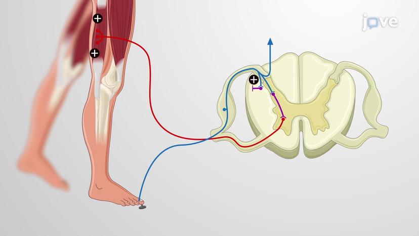 Somatic Spinal Reflexes