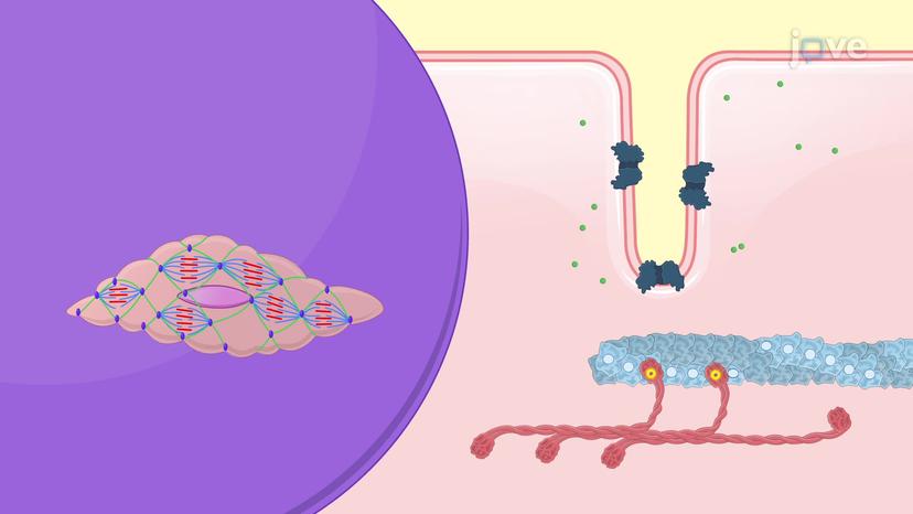 Smooth Muscle Contraction