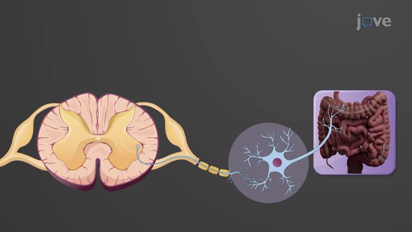 Autonomic Nervous System