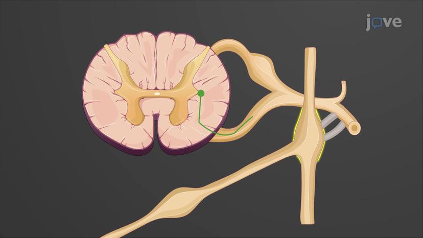 Sympathetic Pathways: Sympathetic Chain Ganglia