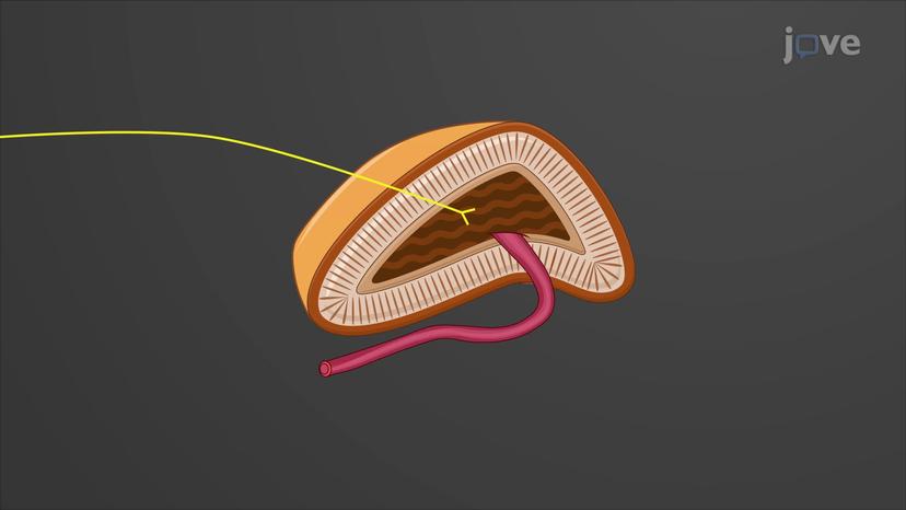 Sympathetic Pathways: Collateral Ganglia and Adrenal Medulla