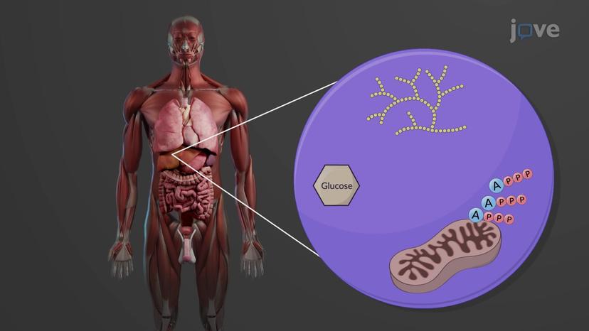 Sympathetic Activation