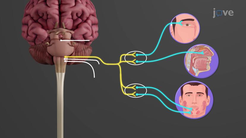 Cranial Part of Parasympathetic Division