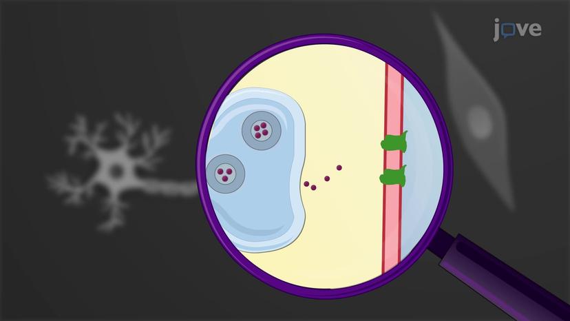 Parasympathetic Signaling