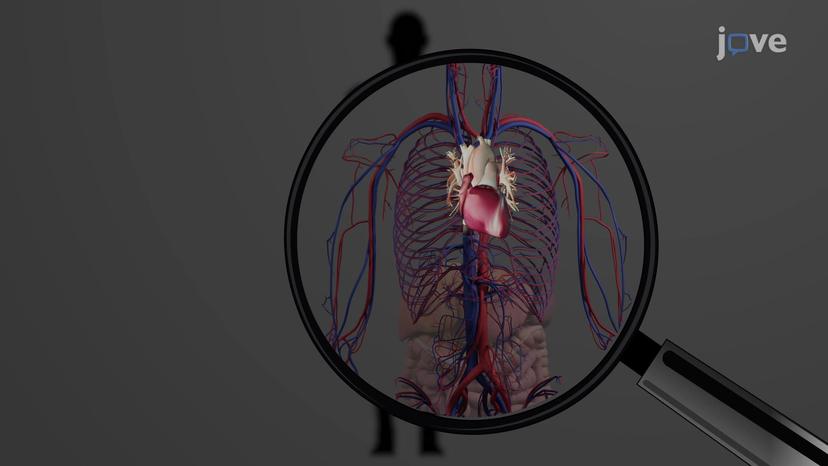 Disorders of the Autonomic Nervous System