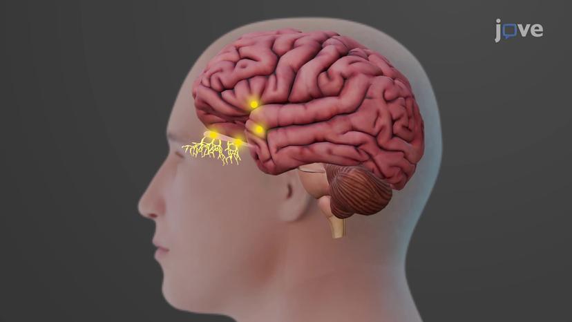 Physiology of Smell and Olfactory Pathway