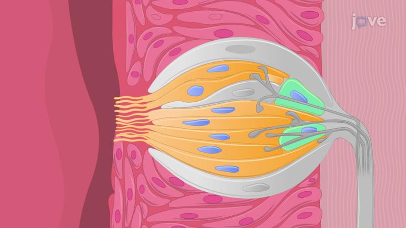 Taste Buds and Receptors