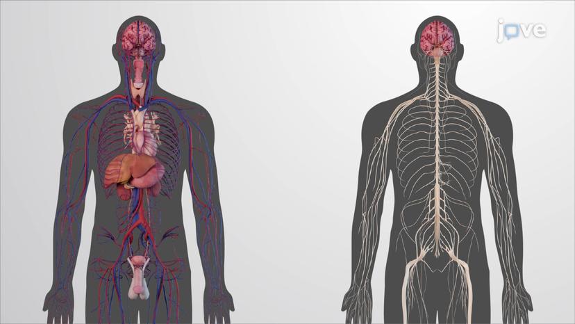 An Overview of the Endocrine System