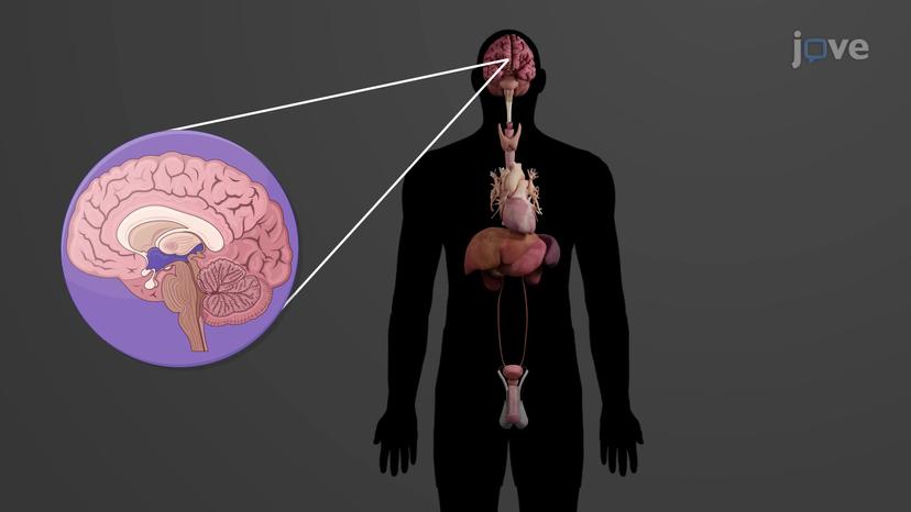 Structures of the Endocrine System