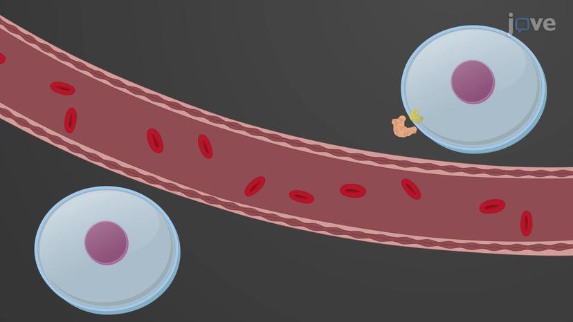 Chemical Signaling in the Endocrine System