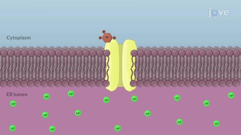 Secondary Messengers in Hormone Action