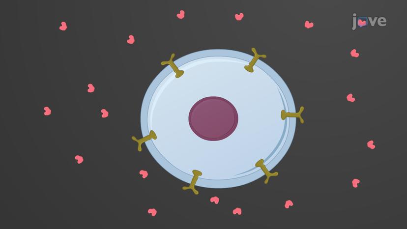 Target Cell Response to Hormones