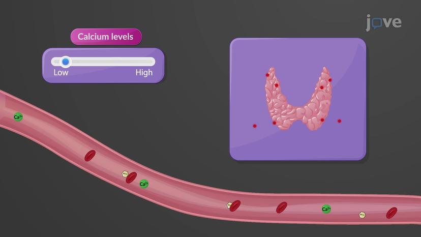 Regulation of Hormone Secretion