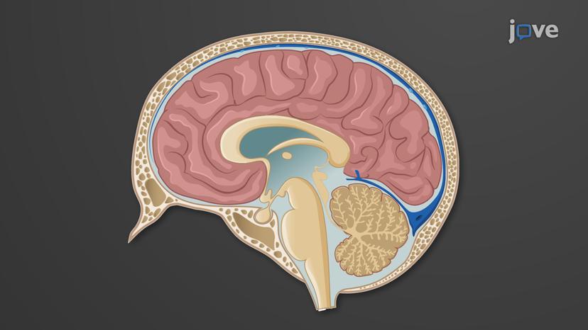 The Pituitary Gland