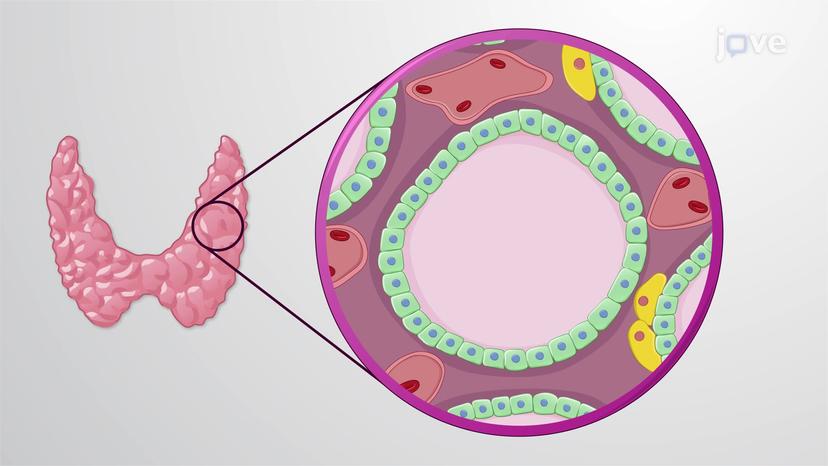 Synthesis and Regulation of Thyroid Hormones