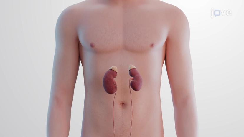 Anatomy of the Adrenal Glands