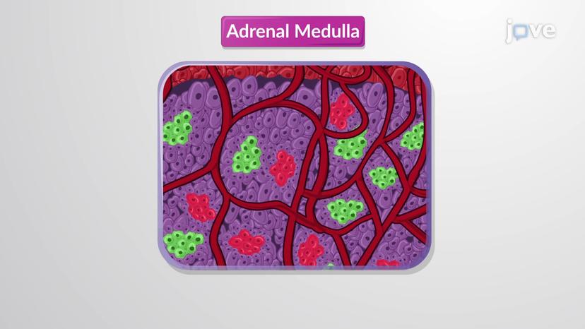 Hormones of the Adrenal Glands