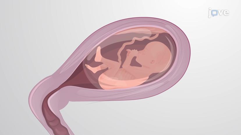 Gonadal and Placental Hormones