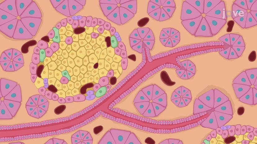 Cells and Secretions of the Pancreas