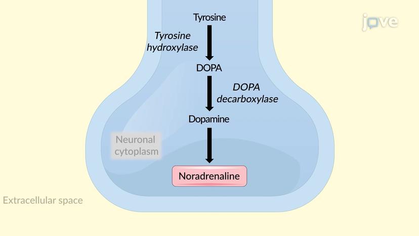 JoVE Science Education > Drugs Acting on Autonomic Nervous System:  Adrenergic Agonists and Antagonists Agents