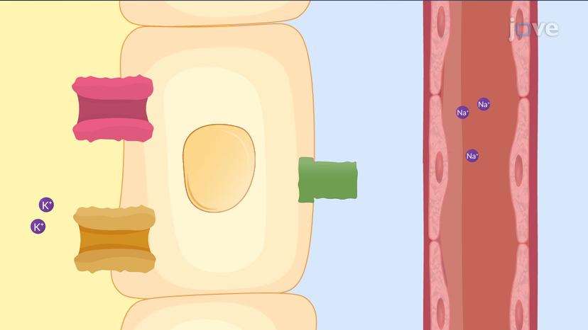 Antihypertensive Drugs: Potassium-Sparing Diuretics