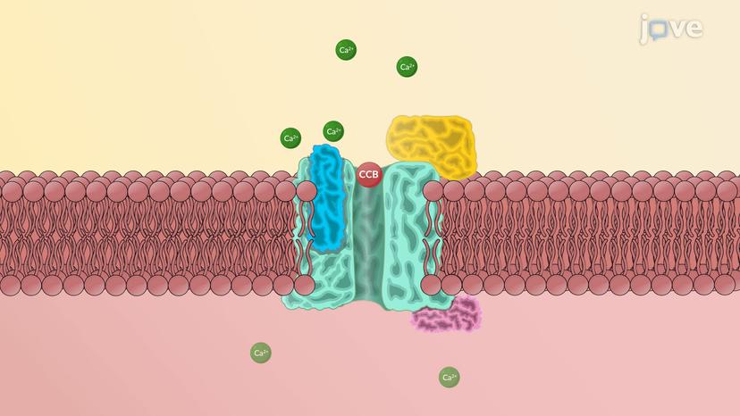 Antihypertensive Drugs: Action of Calcium Channel Blockers