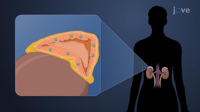 Antihypertensive Drugs: Angiotensin-Converting Enzyme Inhibitors