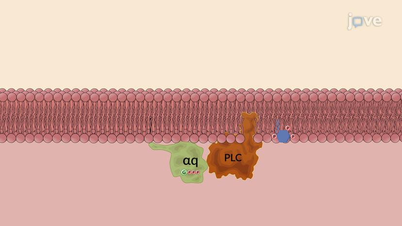 Antihypertensive Drugs: Angiotensin II Receptor Blockers