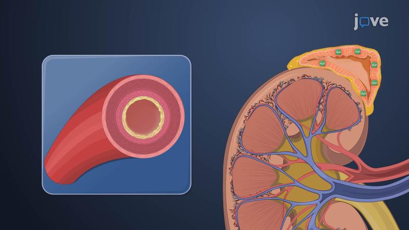 Antihypertensive Drugs: Direct Renin Inhibitors