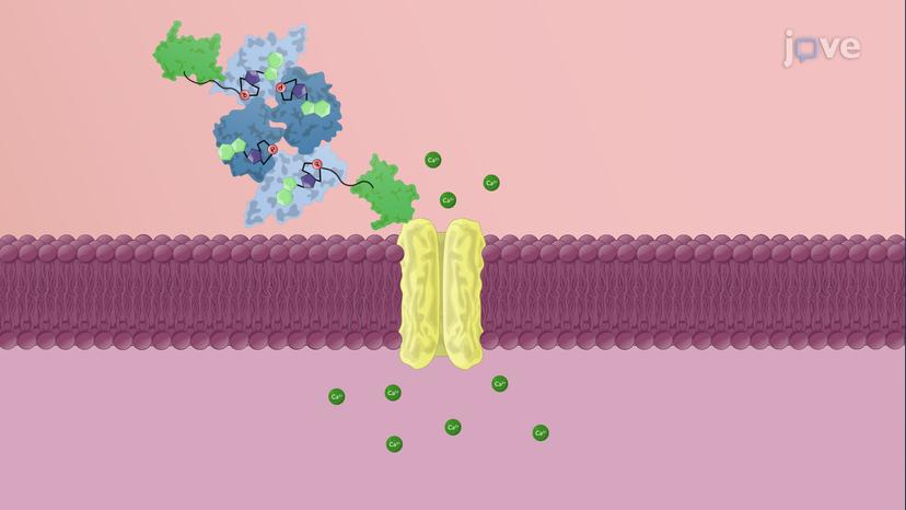 Antihypertensive Drugs: Vasodilators