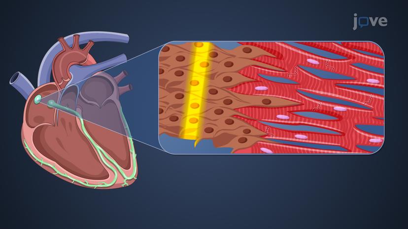 Electrophysiology of Normal Cardiac Rhythm