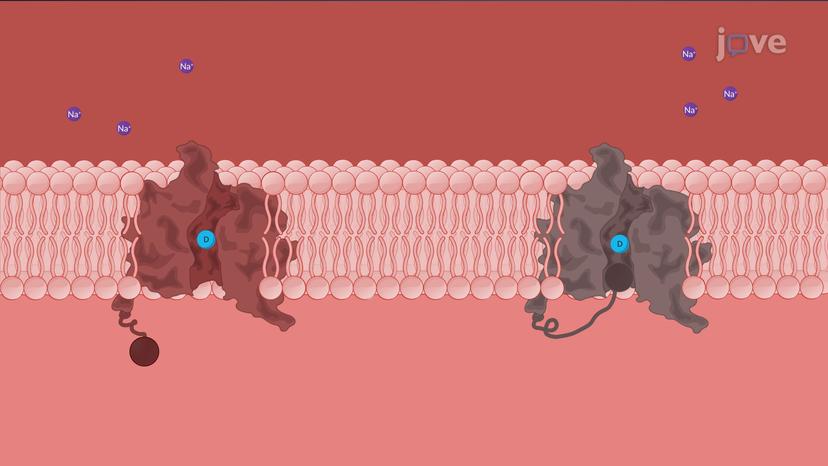 Antiarrhythmic Drugs: Class I Agents as Sodium Channel Blockers