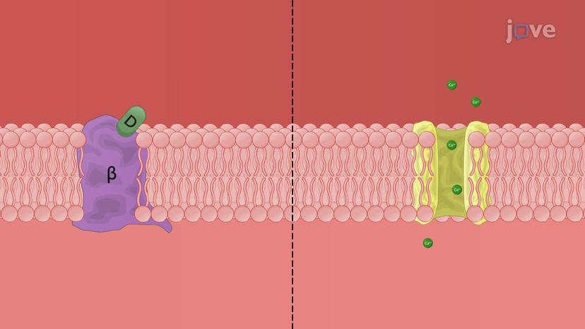 Antiarrhythmic Drugs: Class II Agents as &#946;-Adrenergic Blockers