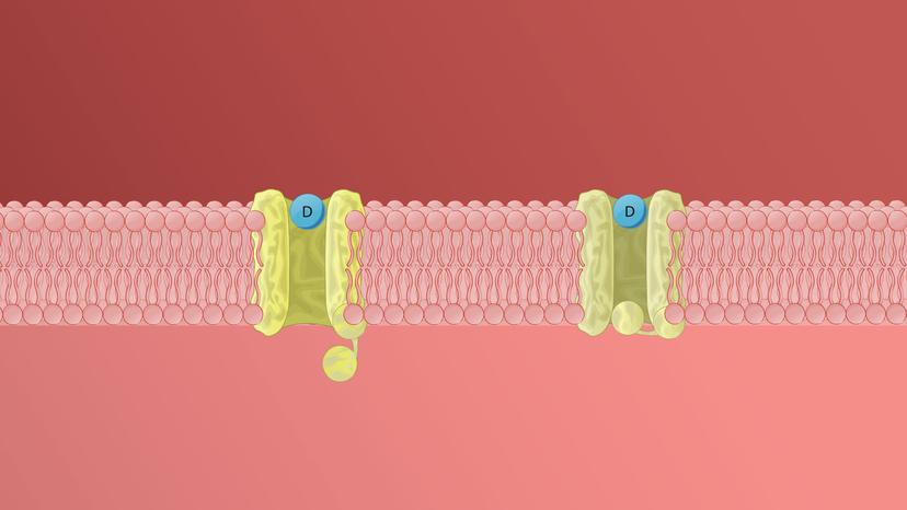 Antiarrhythmic Drugs: Class IV Agents as Calcium Channel Blockers