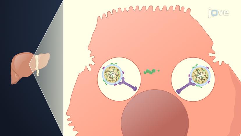 Lipid-Lowering Drugs: Statins and Miscellaneous Agents