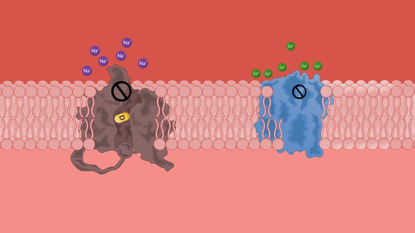 Antianginal Drugs: Calcium Channel Blockers and Ranolazine