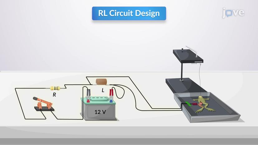 Design Example: Frog Muscle Response