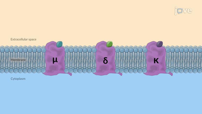 Opioid Receptors: Overview