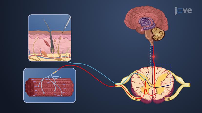 Analgesia and Pain Management