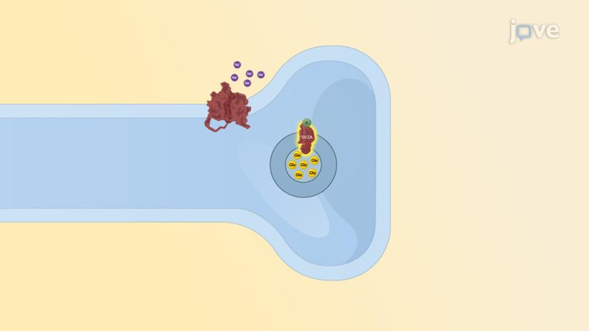 Antiepileptic Drugs: Modulators of Neurotransmitter Release Mediated by SV2A Protein