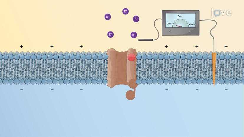 Antiepileptic Drugs: Potassium Channel Activators