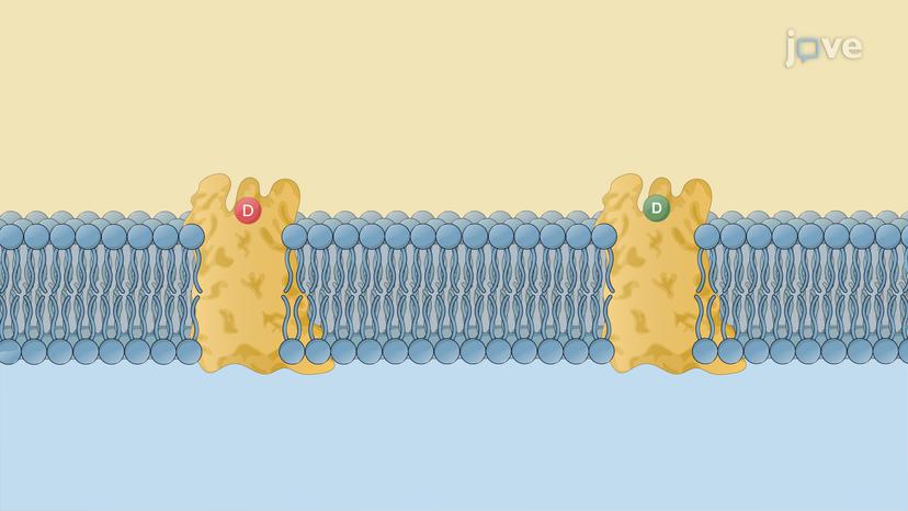 Antiasthma Drugs: Leukotriene Modifiers