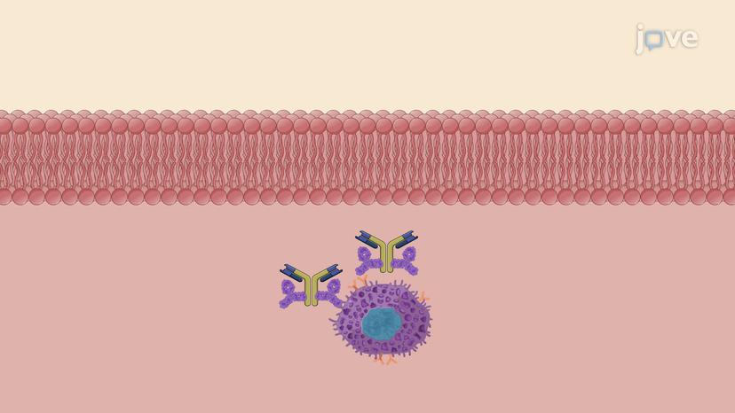 Antiasthma Drugs: Mast Cell Stabilizers and Anti-IgE Drugs