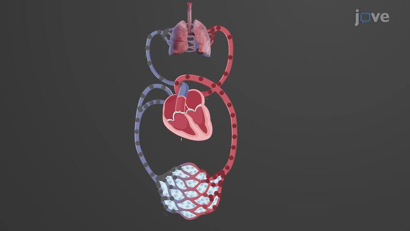 Overview of the Cardiovascular System