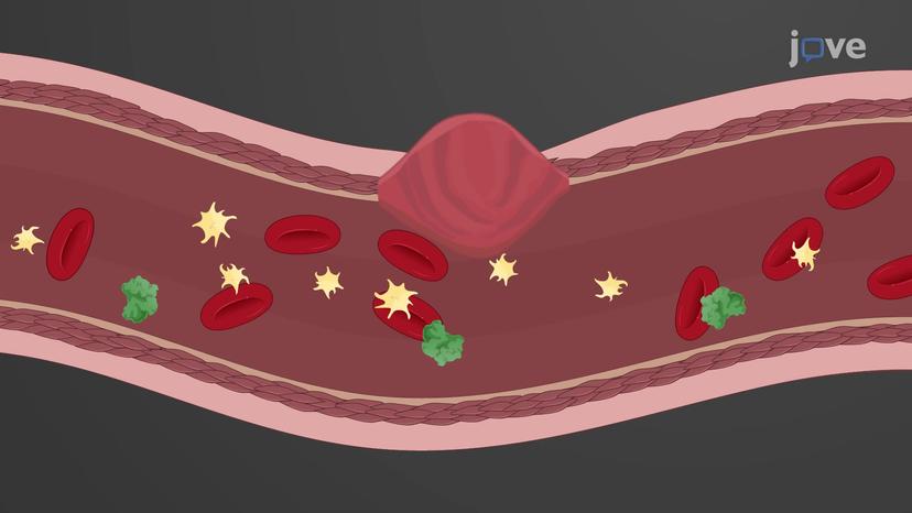 Characteristics and Functions of Blood