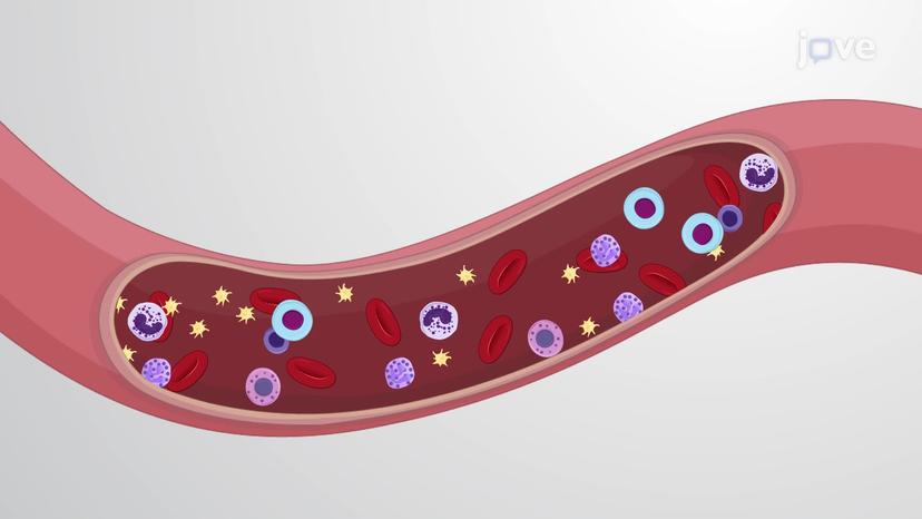 Composition of Blood