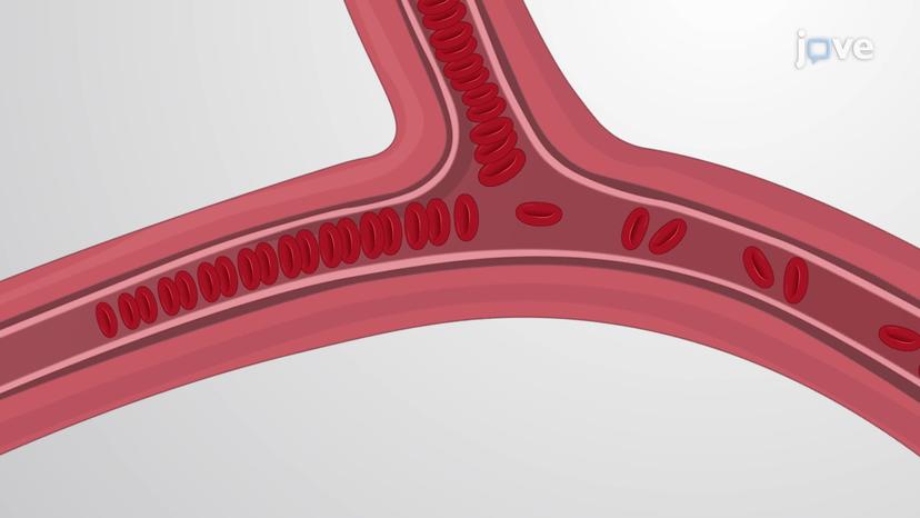 Structure and Function of Erythrocytes