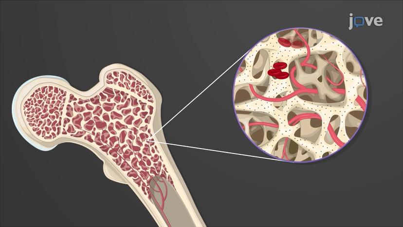 Lifecycle of Erythrocytes