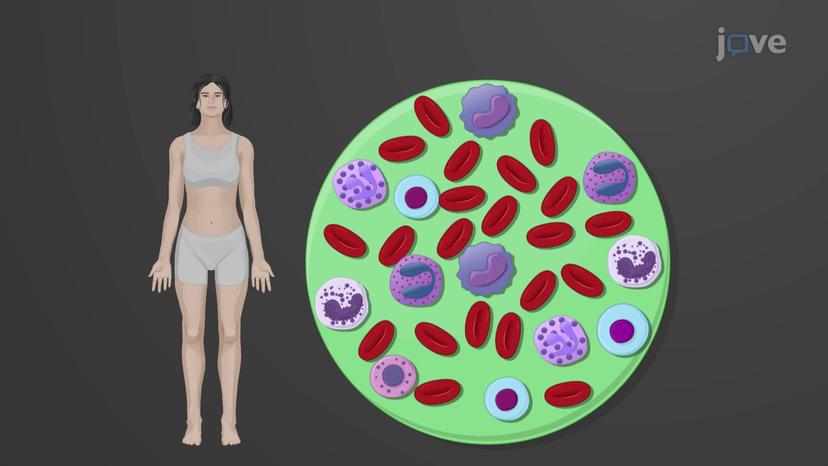 Structure and Function of Leukocytes