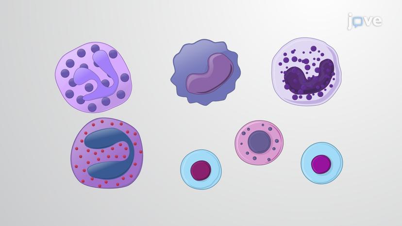 Classification of Leukocytes